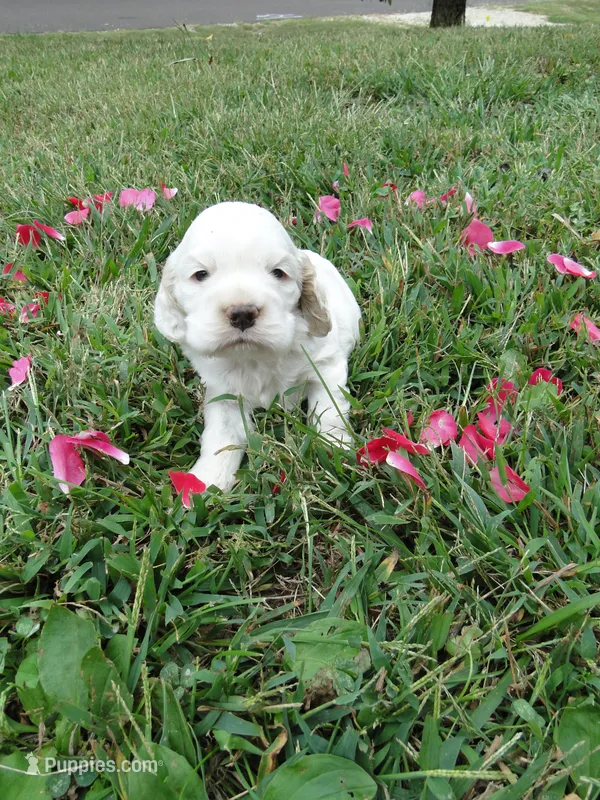 AKC Lacey – Cocker Spaniel puppy for sale in Jefferson City, MO
