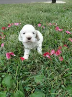 AKC Lacey, a female Cocker Spaniel for sale in Jefferson City, MO – 1 of 7