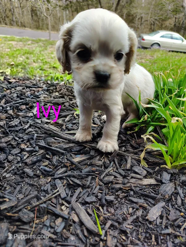 Ivy – Cocker Spaniel puppy on hold in Jefferson City, MO