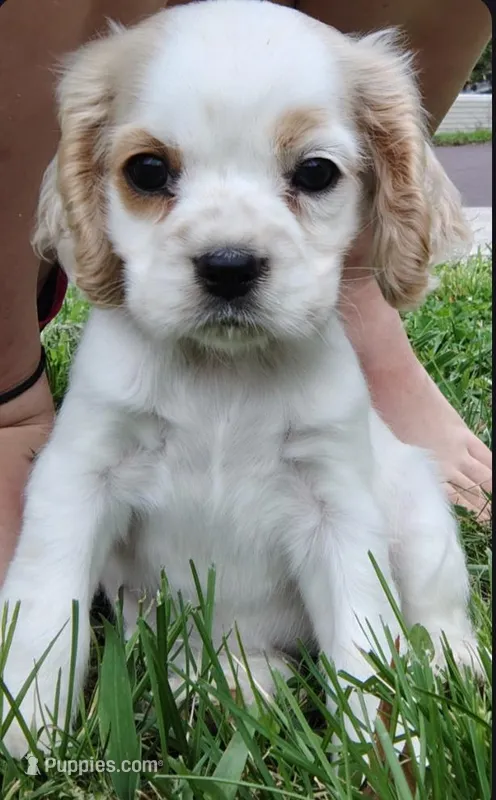 Ivy – Cocker Spaniel puppy for sale in Jefferson City, MO