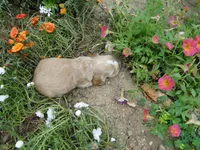 AKC Rex , a male Cocker Spaniel for sale in Jefferson City, MO – 4 of 4