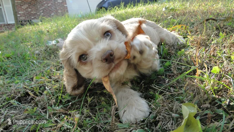 AKC Benny  – Cocker Spaniel puppy for sale in Jefferson City, MO