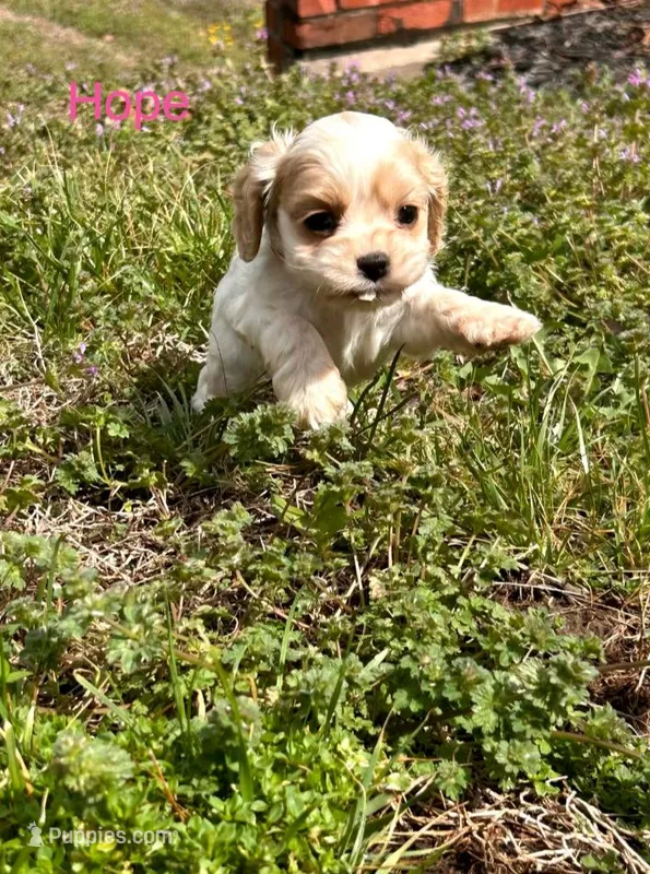 Hope – Cocker Spaniel puppy on hold in Jefferson City, MO