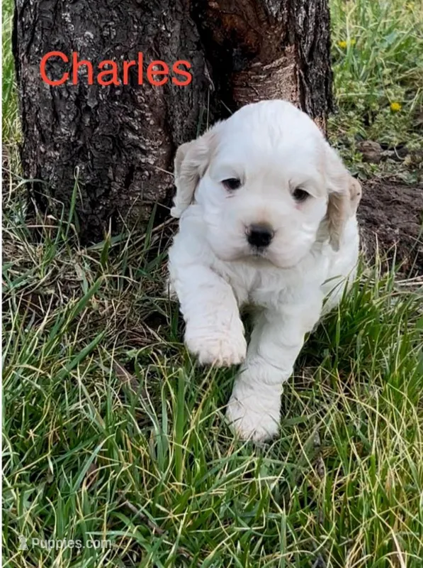 Charles – Cocker Spaniel puppy for sale in Jefferson City, MO