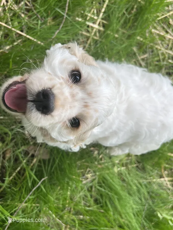 Charles – Cocker Spaniel puppy for sale in Jefferson City, MO