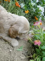 AKC Rex , a male Cocker Spaniel for sale in Jefferson City, MO – 3 of 4