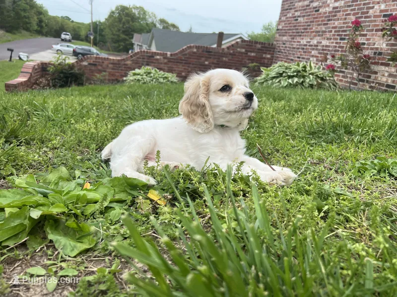 Levi – Cocker Spaniel puppy for sale in Jefferson City, MO