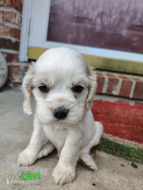 Levi – Cocker Spaniel puppy for sale in Jefferson City, MO