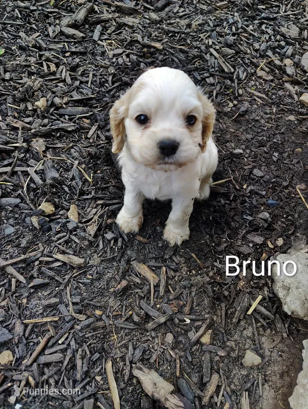 Bruno – Cocker Spaniel puppy for sale in Jefferson City, MO