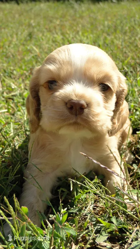 AKC Benny  – Cocker Spaniel puppy for sale in Jefferson City, MO