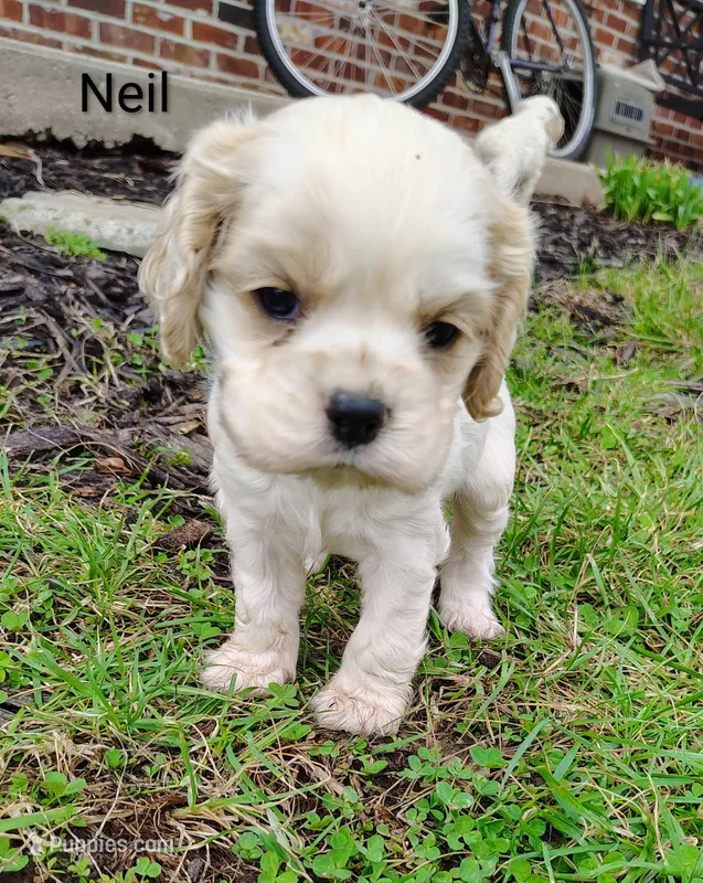 Neil – Cocker Spaniel puppy for sale in Jefferson City, MO