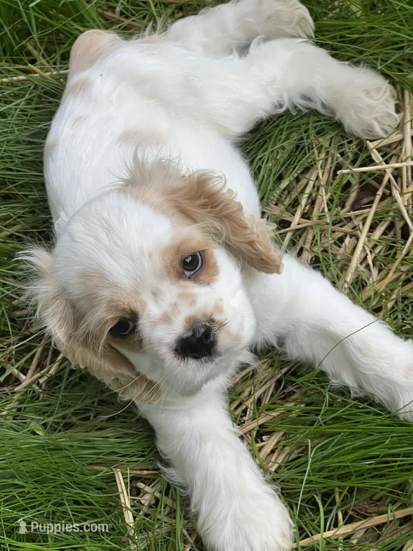 Neil – Cocker Spaniel puppy for sale in Jefferson City, MO
