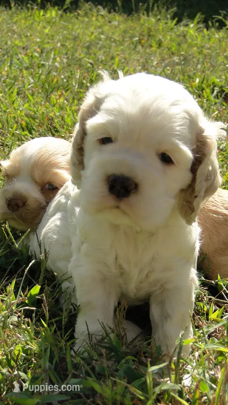 AKC Lacey – Cocker Spaniel puppy for sale in Jefferson City, MO