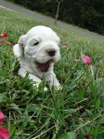 AKC Lacey, a female Cocker Spaniel for sale in Jefferson City, MO – 2 of 7