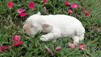 AKC Lacey, a female Cocker Spaniel for sale in Jefferson City, MO – 5 of 7