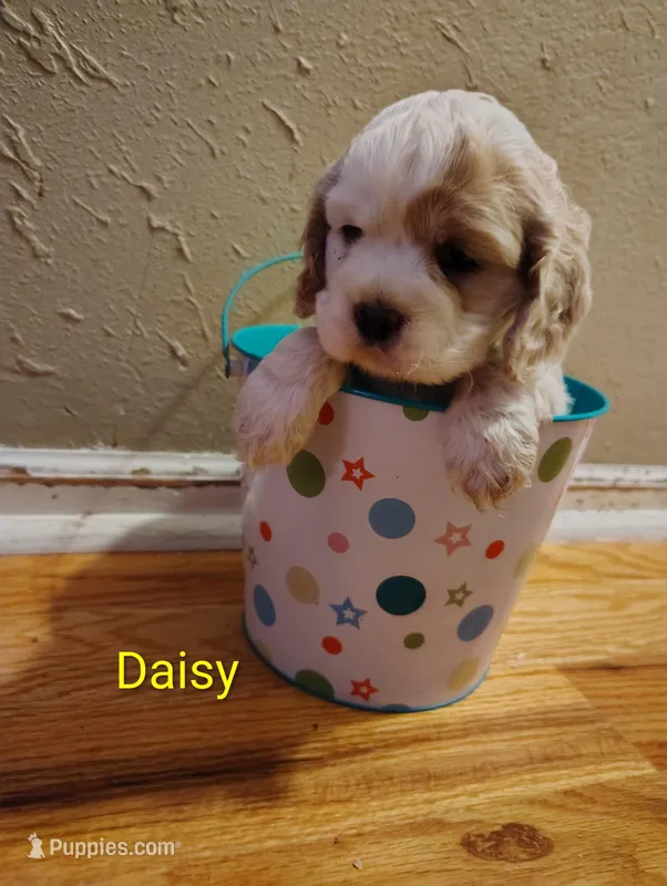 AKC Daisy – Cocker Spaniel puppy on hold in Jefferson City, MO