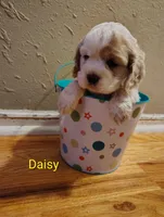 AKC Daisy, a female Cocker Spaniel for sale in Jefferson City, MO – Photo 1 of 2