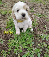 AKC Daisy, a female Cocker Spaniel for sale in Jefferson City, MO – Photo 2 of 2