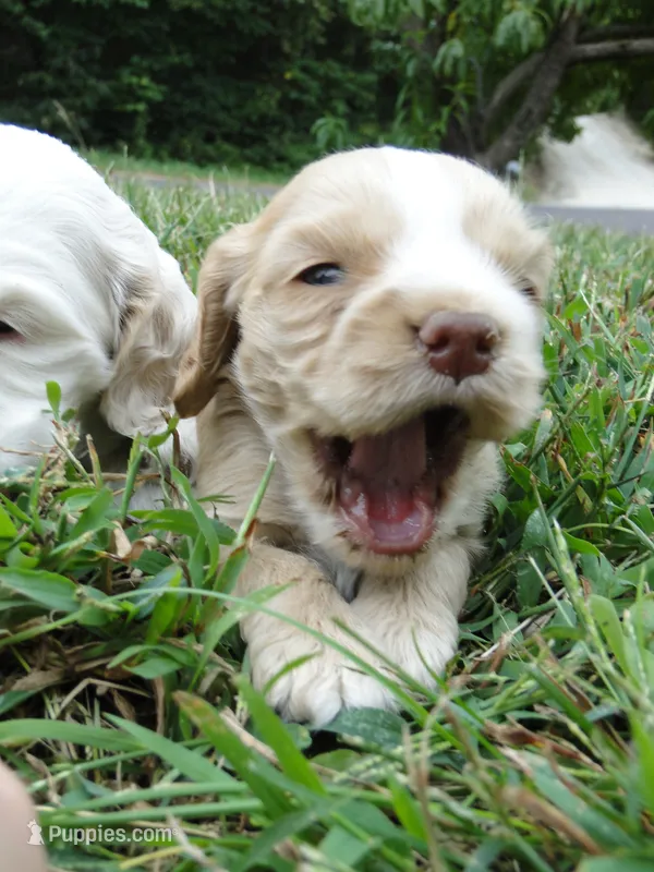 AKC Rex  – Cocker Spaniel puppy for sale in Jefferson City, MO