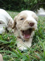 AKC Rex , a male Cocker Spaniel for sale in Jefferson City, MO – 1 of 4