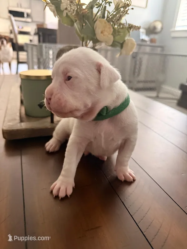 No name – Boxer puppy for sale in Caldwell, ID
