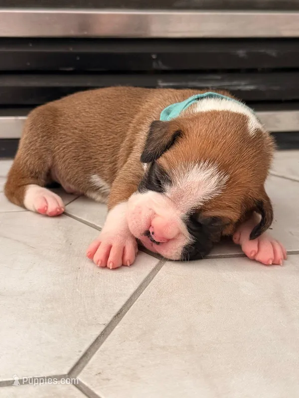 No name – Boxer puppy for sale in Caldwell, ID