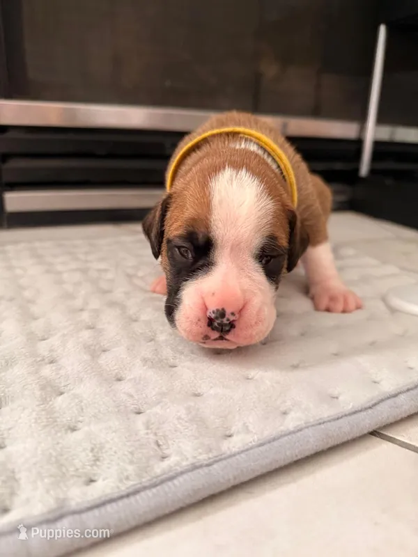 No name – Boxer puppy for sale in Caldwell, ID