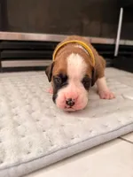 No name, a male Boxer for sale in Caldwell, ID – 1 of 1