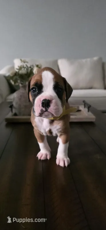 No name – Boxer puppy for sale in Caldwell, ID