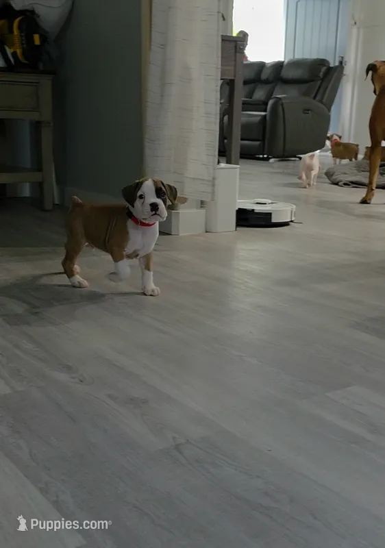 No name – Boxer puppy for sale in Caldwell, ID