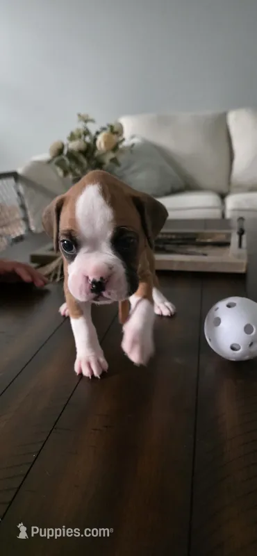 No name – Boxer puppy for sale in Caldwell, ID