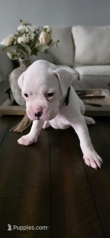 No name – Boxer puppy for sale in Caldwell, ID