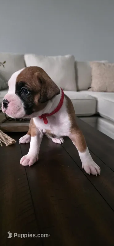 No name – Boxer puppy for sale in Caldwell, ID