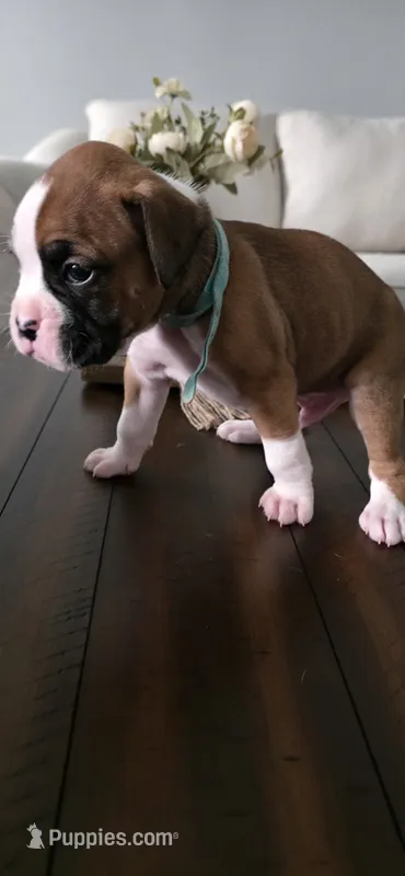 No name – Boxer puppy for sale in Caldwell, ID