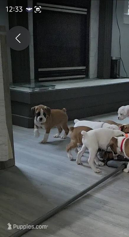 No name – Boxer puppy for sale in Caldwell, ID