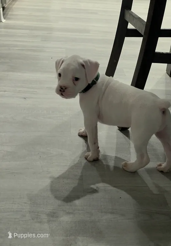No name – Boxer puppy for sale in Caldwell, ID