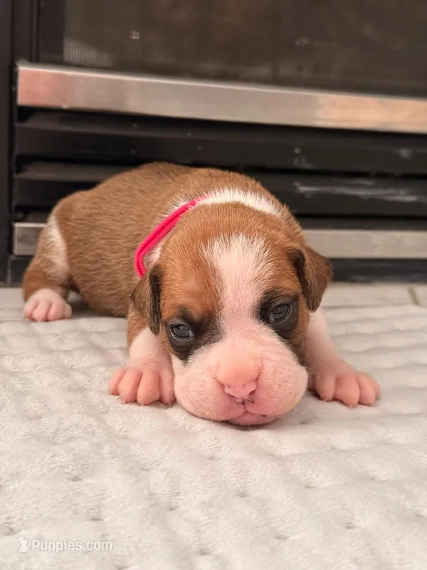 No name – Boxer puppy for sale in Caldwell, ID