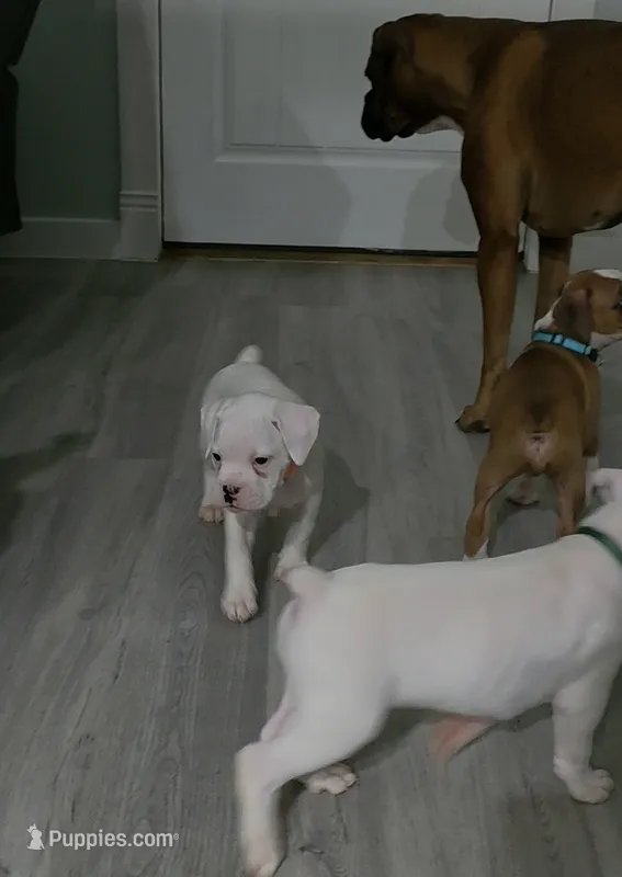 No name – Boxer puppy for sale in Caldwell, ID