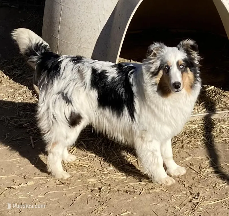 Hope – Shetland Sheepdog puppy for sale in Fort Morgan, CO