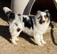 Hope, a female Shetland Sheepdog for sale in Fort Morgan, CO – 1 of 1