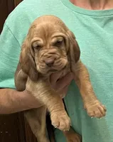 Red L M4, a male Bloodhound for sale in Fort Morgan, CO – 3 of 7
