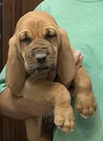 Pending, a female Bloodhound for sale in Fort Morgan, CO – 2 of 5