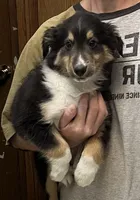 BTM, a male Shetland Sheepdog and Miniature Australian Shepherd for sale in Fort Morgan, CO – Photo 4 of 4