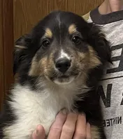 BTM, a male Shetland Sheepdog and Miniature Australian Shepherd for sale in Fort Morgan, CO – Photo 3 of 4