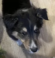 BTM, a male Shetland Sheepdog and Miniature Australian Shepherd for sale in Fort Morgan, CO – Photo 1 of 4