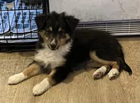 BTM, a male Shetland Sheepdog and Miniature Australian Shepherd for sale in Fort Morgan, CO – Photo 2 of 4