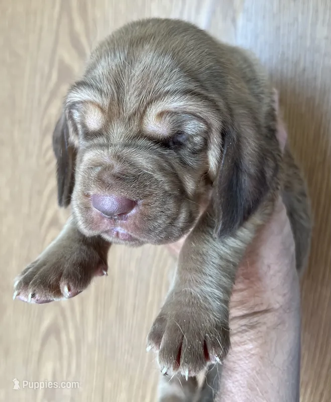 Red L M 4 – Bloodhound puppy for sale in Fort Morgan, CO