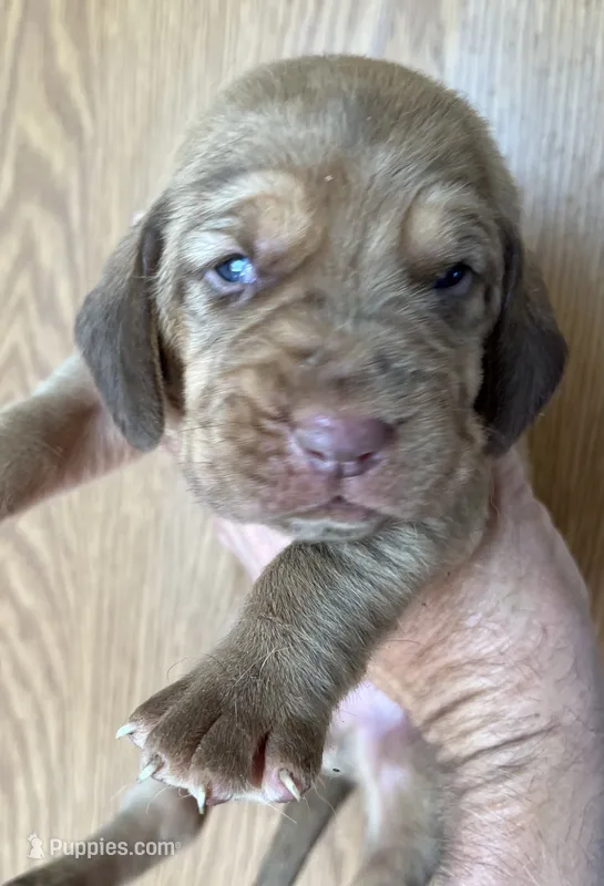 Red LM6 – Bloodhound puppy for sale in Fort Morgan, CO