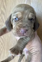 Red LM6, a male Bloodhound for sale in Fort Morgan, CO – 1 of 3