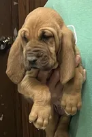 Pending, a female Bloodhound for sale in Fort Morgan, CO – 5 of 5